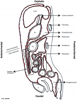 Sagittal view of female abdominal cavity