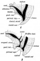 Fig. 95. The Division of the Cloaca into Rectal and Uro-genital Parts.
