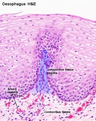 ANAT2241 Gastro-Intestinal System - Embryology