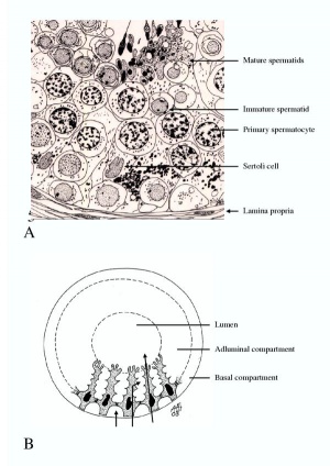 Structure of the seminiferous tubule.jpeg