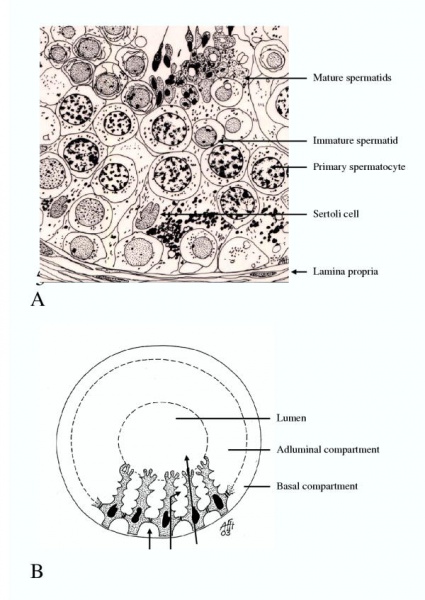 File:Structure of the seminiferous tubule.jpeg