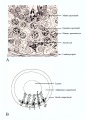 Structure of the seminiferous tubule: site of the germination, maturation, and transportation of the sperm cells within the male testes