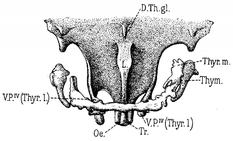 File:Sudler1902-fig11.jpg