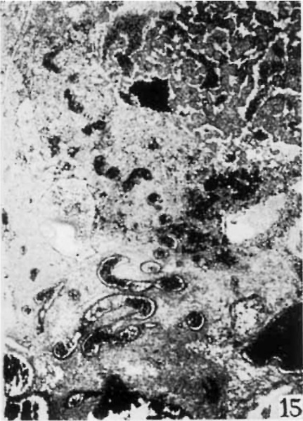 File:Brewer1937 fig15.jpg