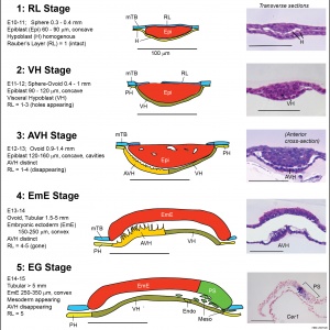 Bovine Fetal Aging Chart
