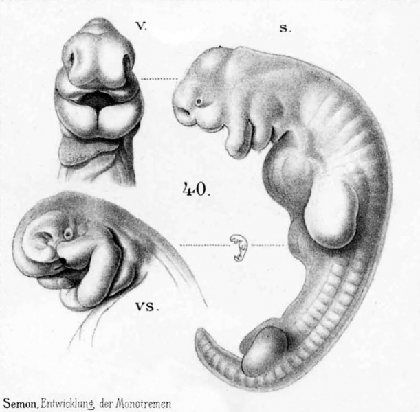 File:Echidna historic embryology 40.jpg