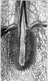 Fig. 3. Ventral view posterior part chick embryo of 23 somites
