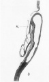 Fig. 8. Mesial longitudinal section through the head-end of a slightly older chick embryo, showing the intimate connection between the anterior end of the notochord (n.) and the hinder part of the floor of the fore-brain. Note that the neuropore is closed.