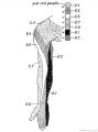 Fig. 239. The Distribution of the Posterior Roots of the Spinal Nerves on the Flexor Aspect of the Arm.