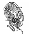 Fig 6 human embryo 2.1 mm