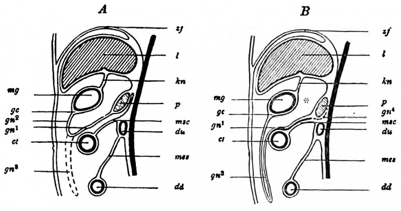 File:Minot1897-457.jpg