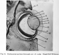 Fig. 12. Horizontal section through eye of a pig
