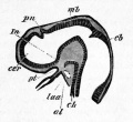 Fig. 39. Longitudinal section through the brain of a young pristiurus embryo.