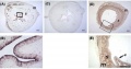 Hamster uterus GDF8 expression