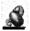Fig 7. 31 mm embryo