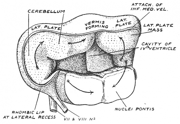 Fig. 87 The Human Cerebellum at the end of the 2nd month of development.