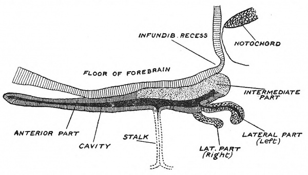 Fig. 101 Sagittal Section of the Pituitary Body of a Pup Dog-Fish.