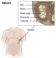 Spleen anatomy.jpg