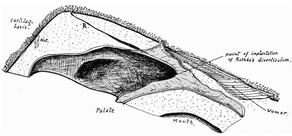 Paper - Pharyngeal end of Rathke's pouch (1911) - Embryology