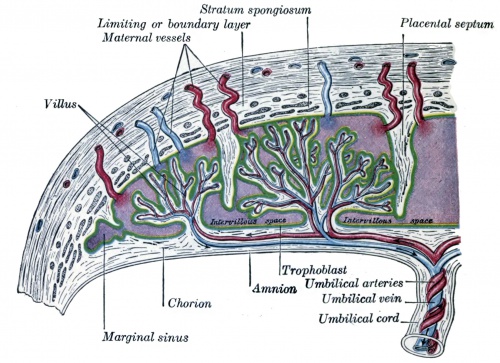 Scheme of placental circulation