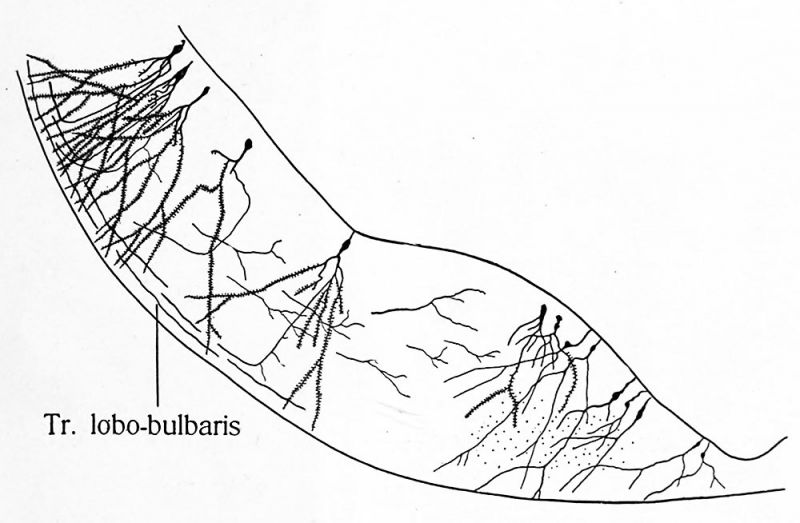 part of a transverse section of the inferior lobe of the sturgeon
