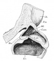 Fig 228
