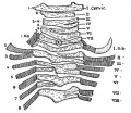 Fig. 68. Cervical and dorsal parts of the Spine of a Human Foetus showing irregularities of segmentation.