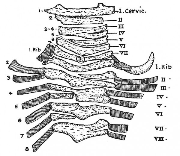 Fig. 68 Cervical and dorsal parts of the Spine of a Human Foetus showing irregularities of segmentation.