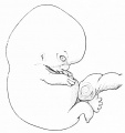 89. Human Embryo of 22 mm