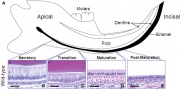 Integumentary System - Tooth Development - Embryology