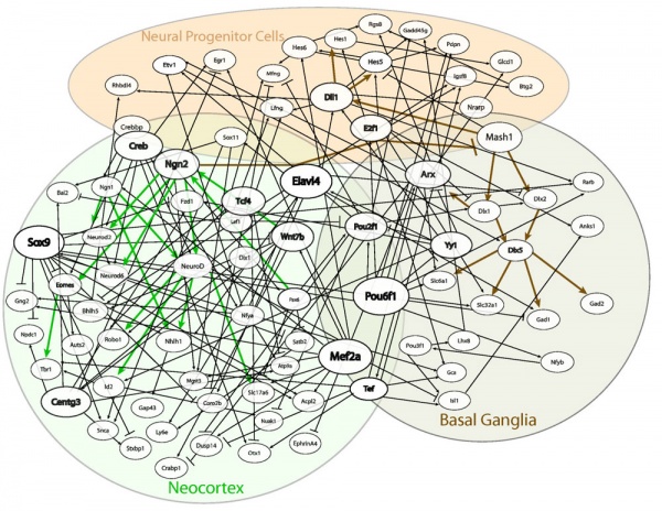 Telencephalon gene regulatory network.jpg