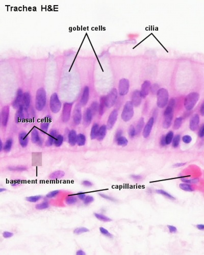 Foundations - Histology Epithelia and Skin - Embryology cheek cell diagram labeled simple 