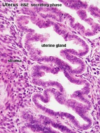 Uterine gland secretory phase.jpg