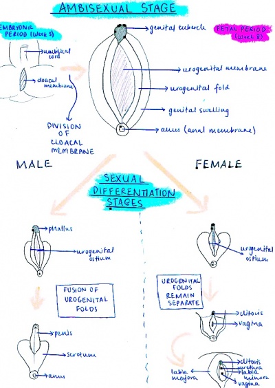 Flow Diagram of the current model of embryonic and fetal development of the external genitalia