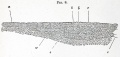 Fig. 8. Section of the germinal disc of a fowl during the later stages of segmentation.