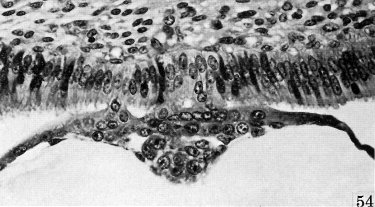 Paper - Development of the macaque embryo (1941) - Embryology