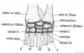 Fig. 246. The Carpal Bones of a Tortoise.