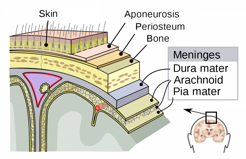 File:Meninges of the central nervous system.png