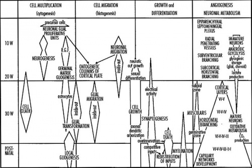 Neural-development.jpg