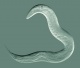 C elegans.jpg