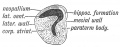 Fig. 112. Left Hemisphere of the Brain of a primitive vertebrate brain anterior to the Lamina Terminalis.
