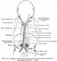 Arrangement of lymphatic vessels in 40 mm embryo