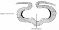 Fig. 457. Location of areas shown in Fig. 456 after the formation of the neural canal.