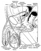 Book - Human Embryology - Prenatal Development of form and Function ...