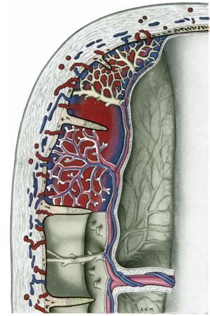 Placental structure after the 60 mm embryo stage