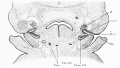 Fig 326 Section through embryo BR