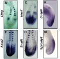 Mouse (E8.5-9.5) somitogenesis gene expression