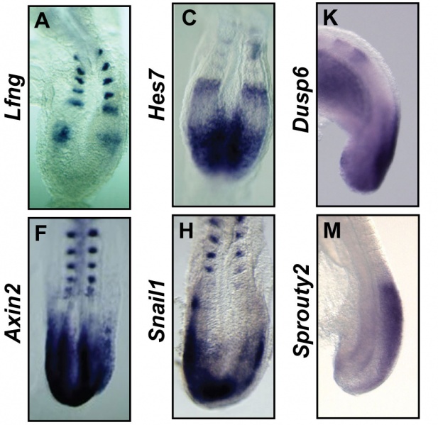File:Mouse somitogenesis gene expression E8.5-9.5.jpg