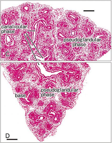 File:Pulmonary Pleura - pseudoglandular and canalicular stages 02.jpg