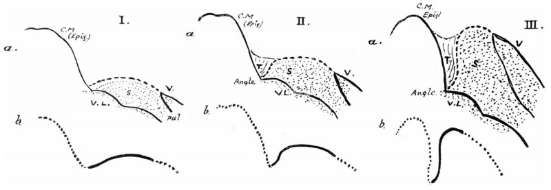 File:Frazer1910 fig12.jpg